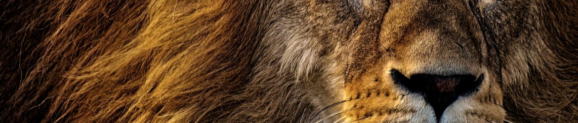 pexels-alexasfotos-2220336