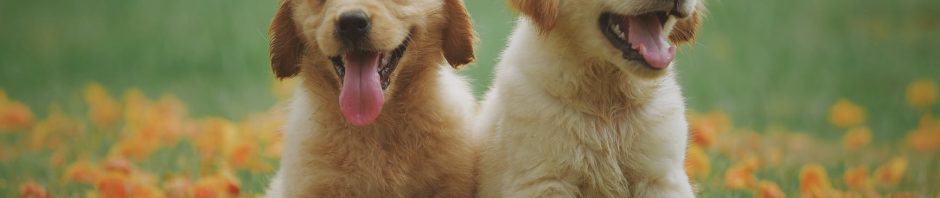 pexels-photo-1108099