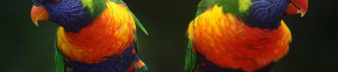 pexels-pixabay-37833