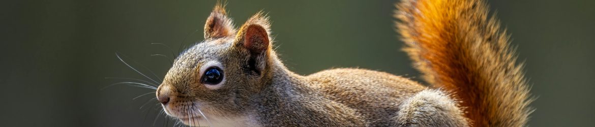 pexels-skyler-ewing-266953-7523839