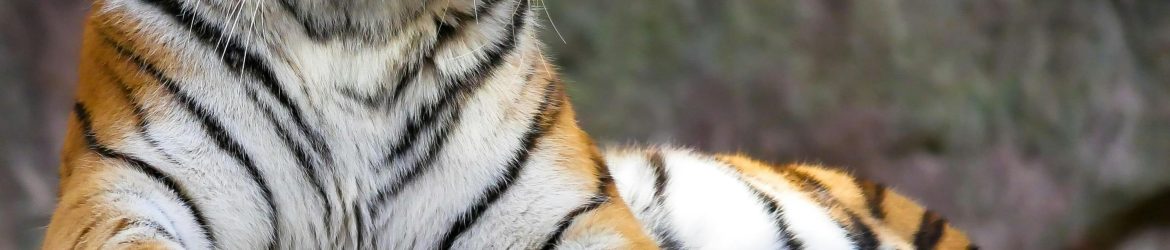 pexels-pixabay-236599