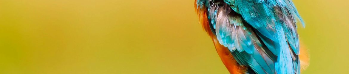 pexels-pixabay-326900