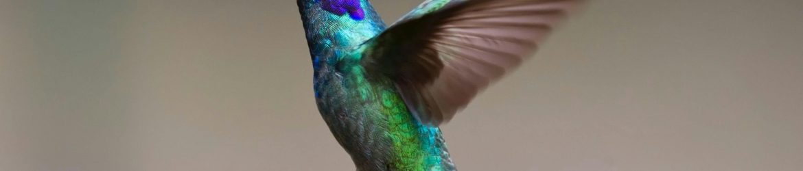 pexels-pixabay-349758