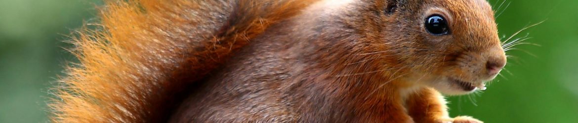 pexels-pixabay-47547