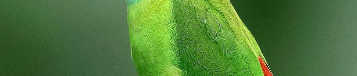 pexels-roshan-kamath-793618-1661179